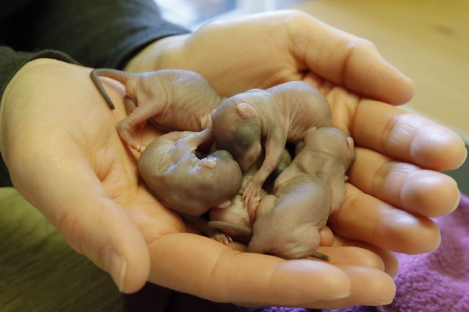 Neugeborene Eichhörnchenbabys